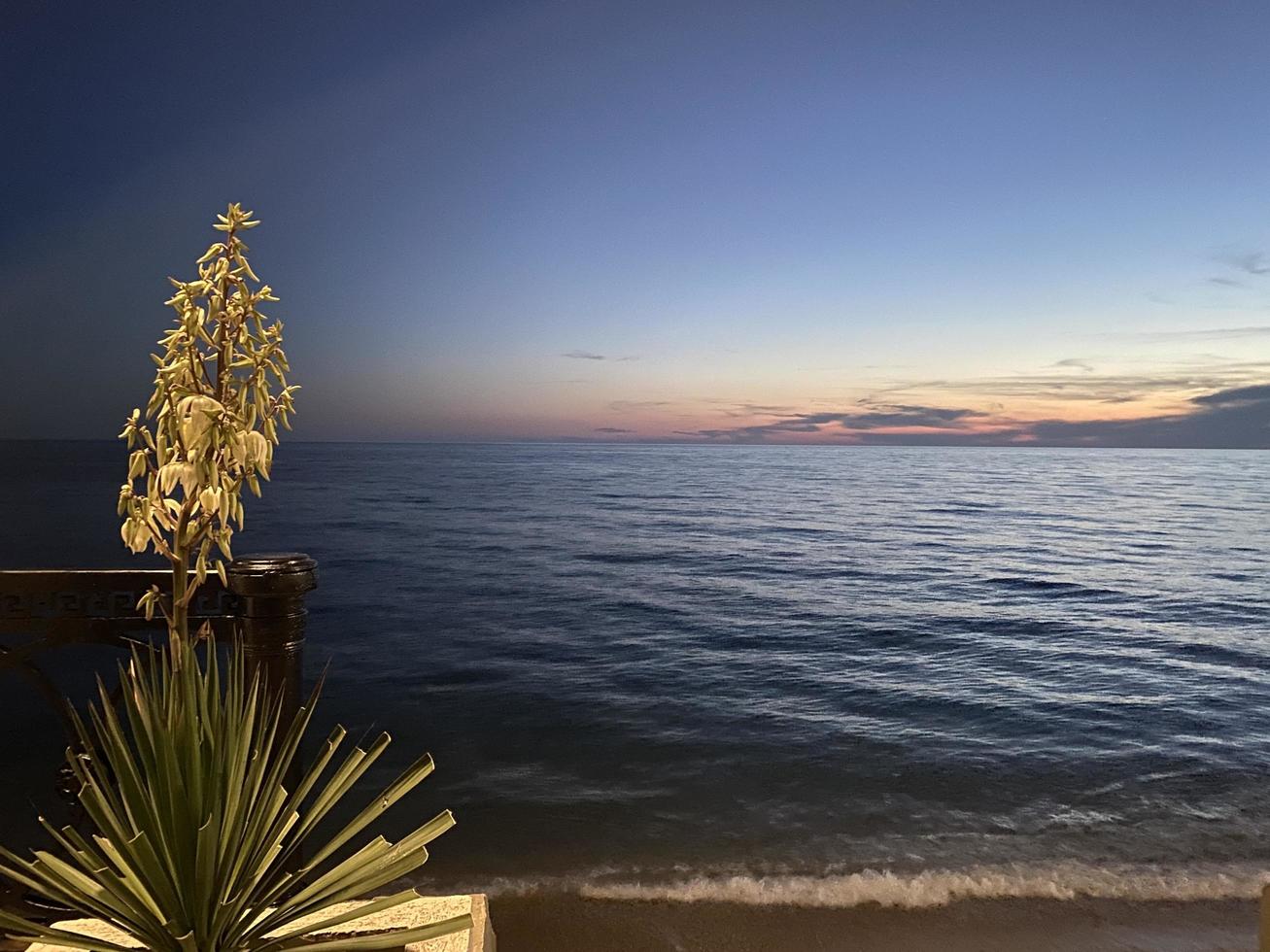 fleurs de yucca blanches sur fond de mer en soirée photo