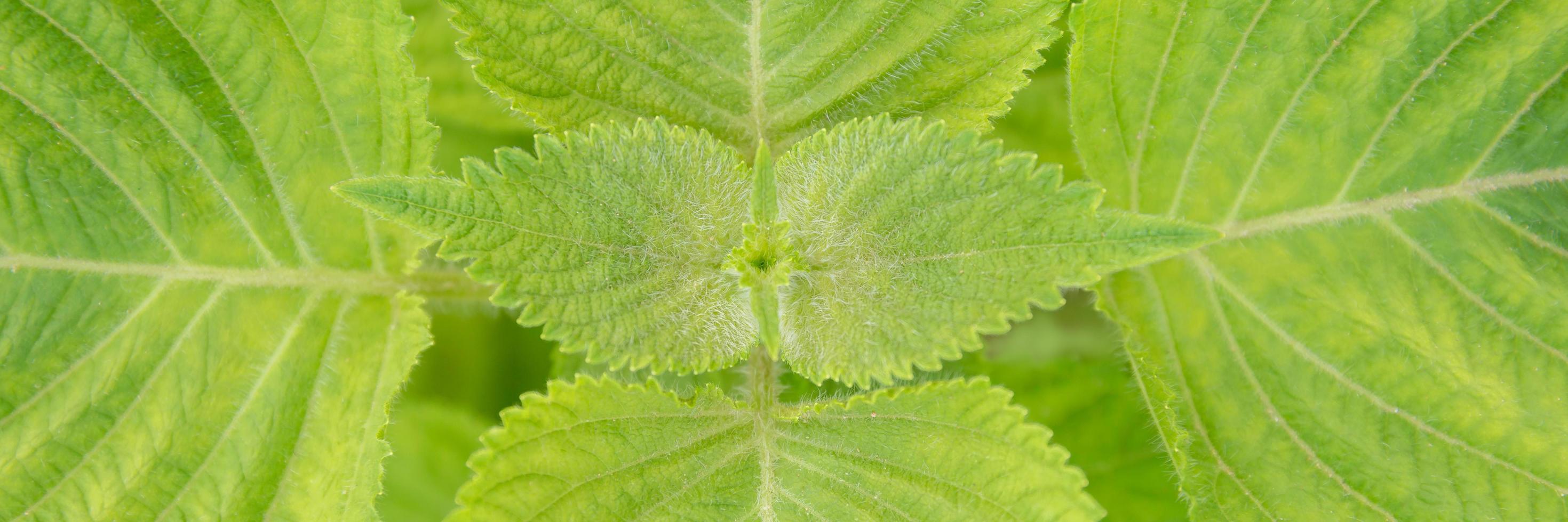 gros plan de semis de feuilles vertes biologiques perilla frutescens dans le champ en été. croissance des plantes potagères aux herbes dans le jardin pour une utilisation alimentaire saine. bannière avec fond photo