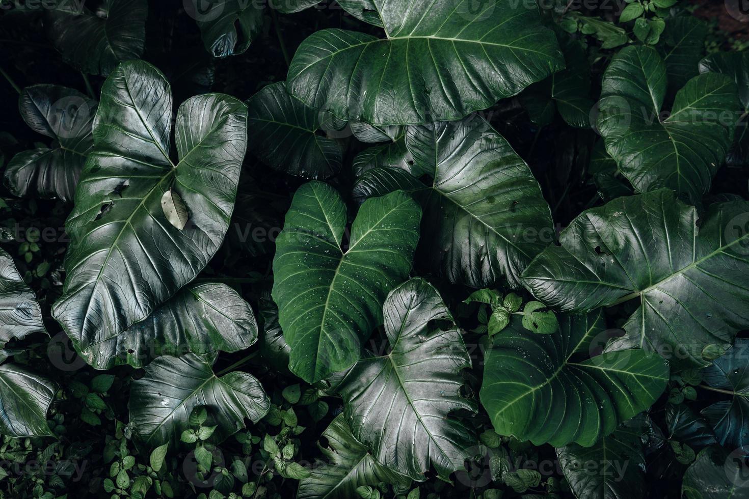 fond de feuille verte, feuille tropicale photo