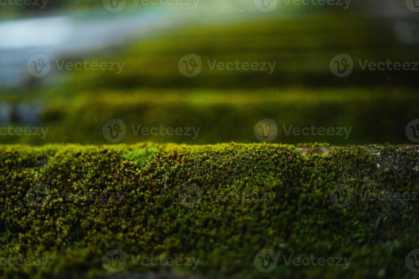 pluie et feuilles, gouttelettes d'eau les jours de pluie photo