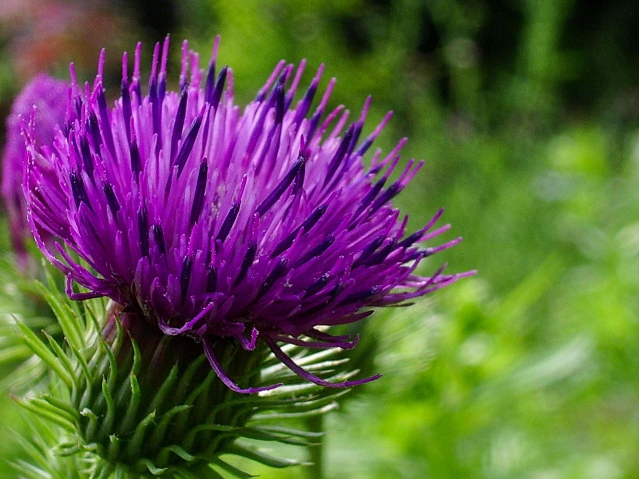 fleur de chardon-Marie violet photo