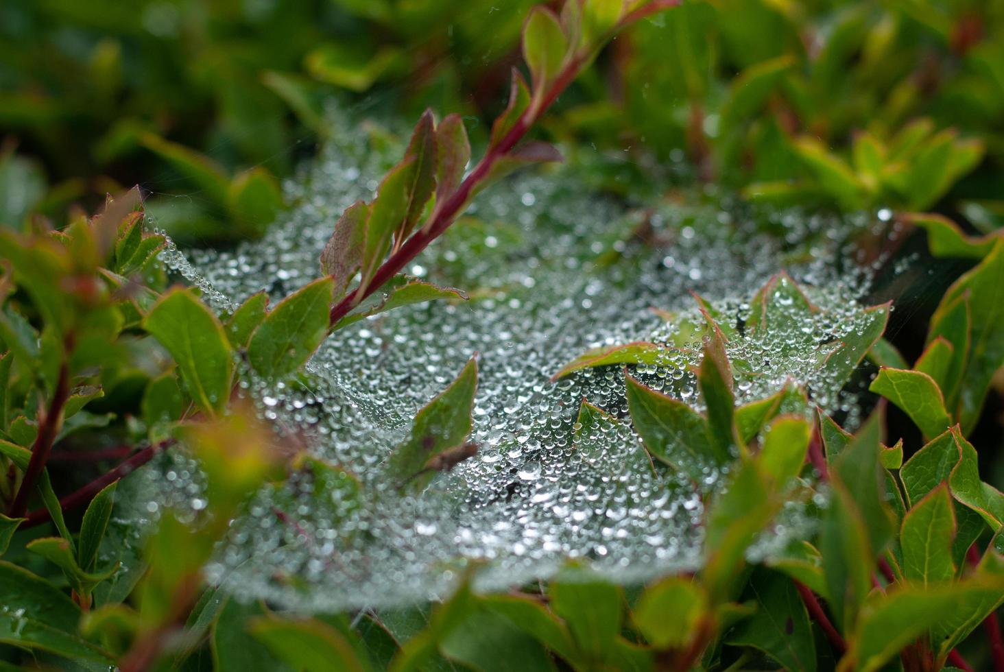 gouttes de pluie sur une toile d'araignée photo