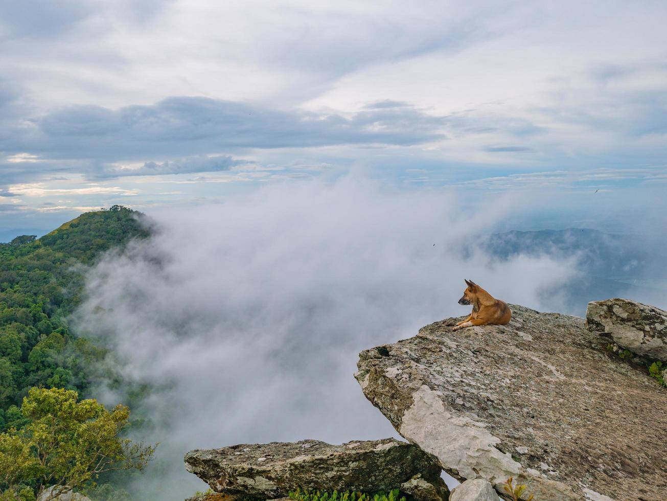 chien sur la falaise rocheuse avec brouillard ou brouillard entre la montagne sur la montagne khao luang dans le parc national de ramkhamhaeng, province de sukhothai en thaïlande photo