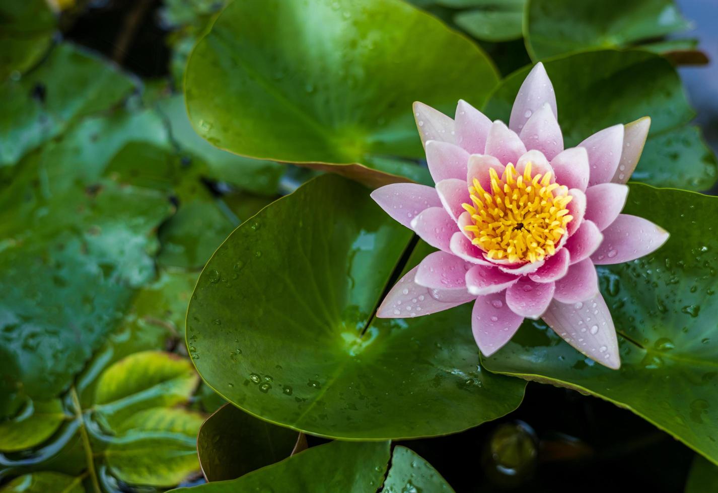 le lotus rose aux étamines jaunes s'épanouit magnifiquement sur ses feuilles remplies de gouttes de rosée. photo