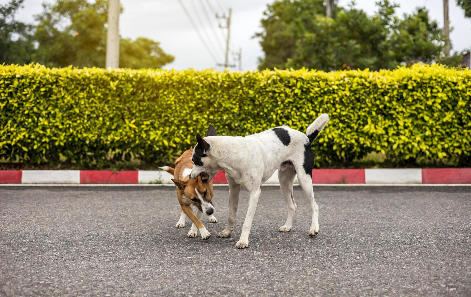 deux chiens thaïlandais bruns et noirs et blancs jouent à la taquinerie et mordent joyeusement. photo