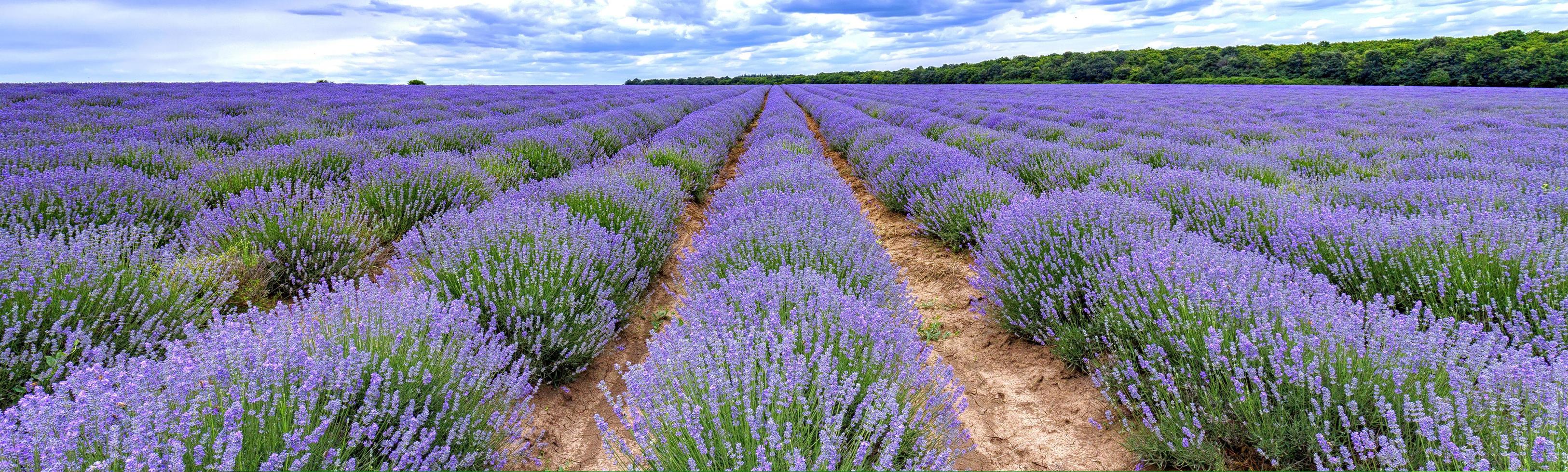 fleurs de lavande parfumées fleurissant en rangées interminables. vue panoramique photo