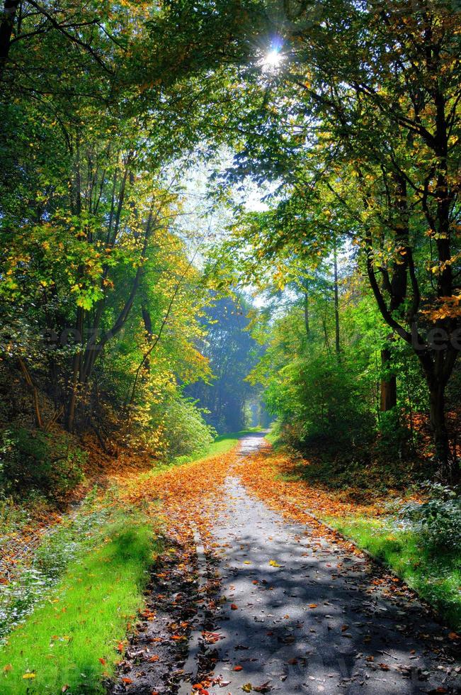 allée verte ombragée mystérieuse avec des arbres dans le parc à fulda, il photo