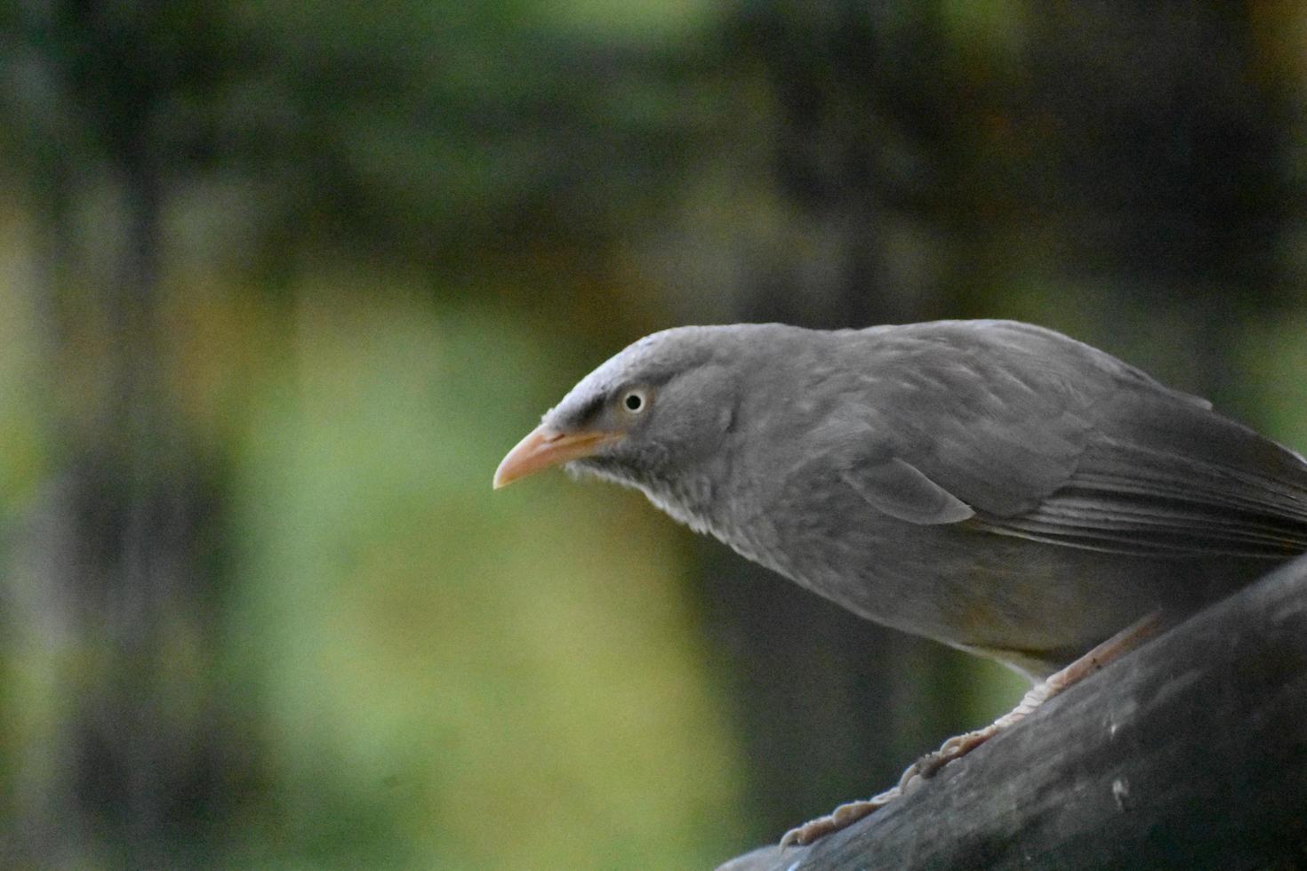 meilleure photo d'un oiseau gris