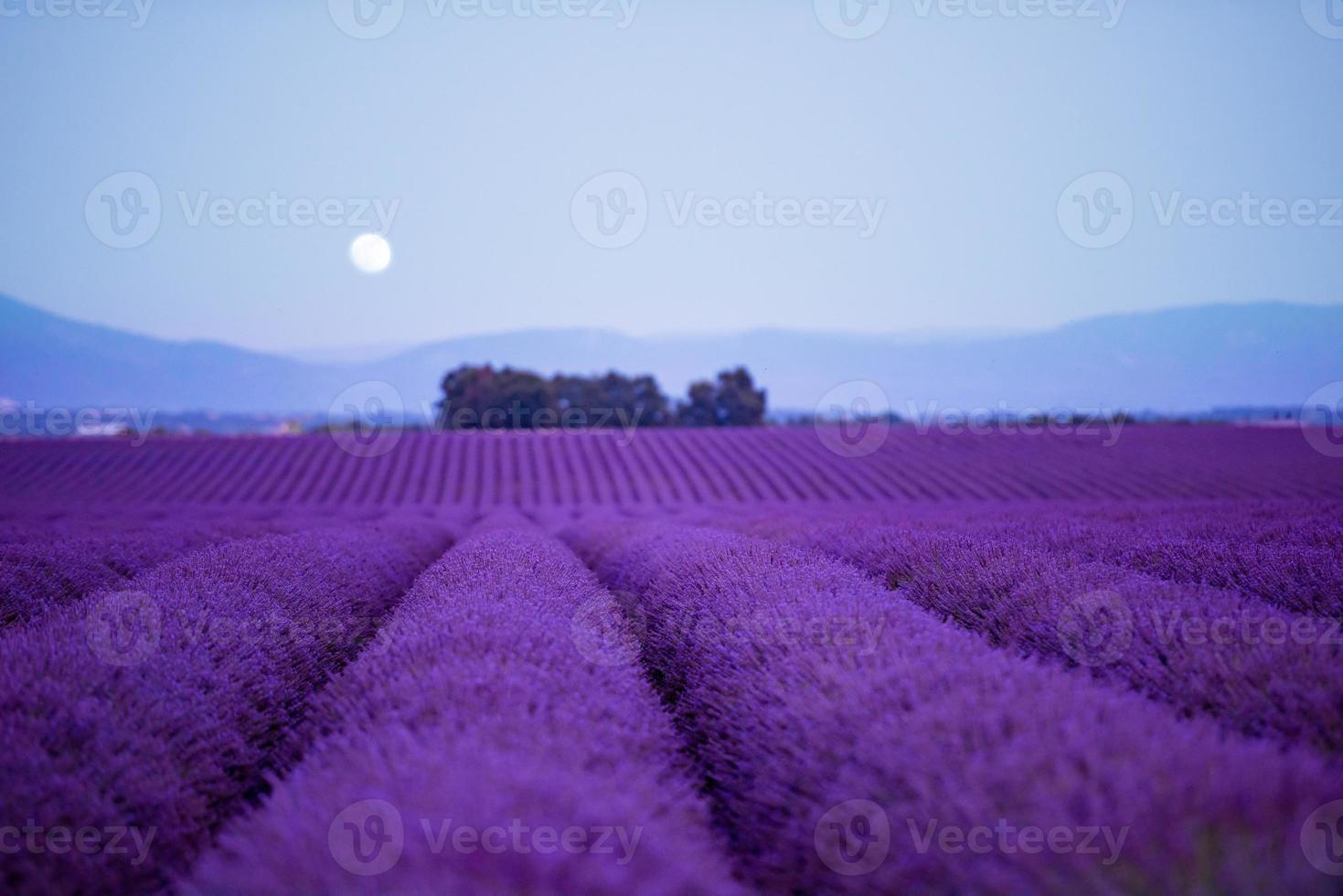 la lune au-dessus du champ de lavande france photo