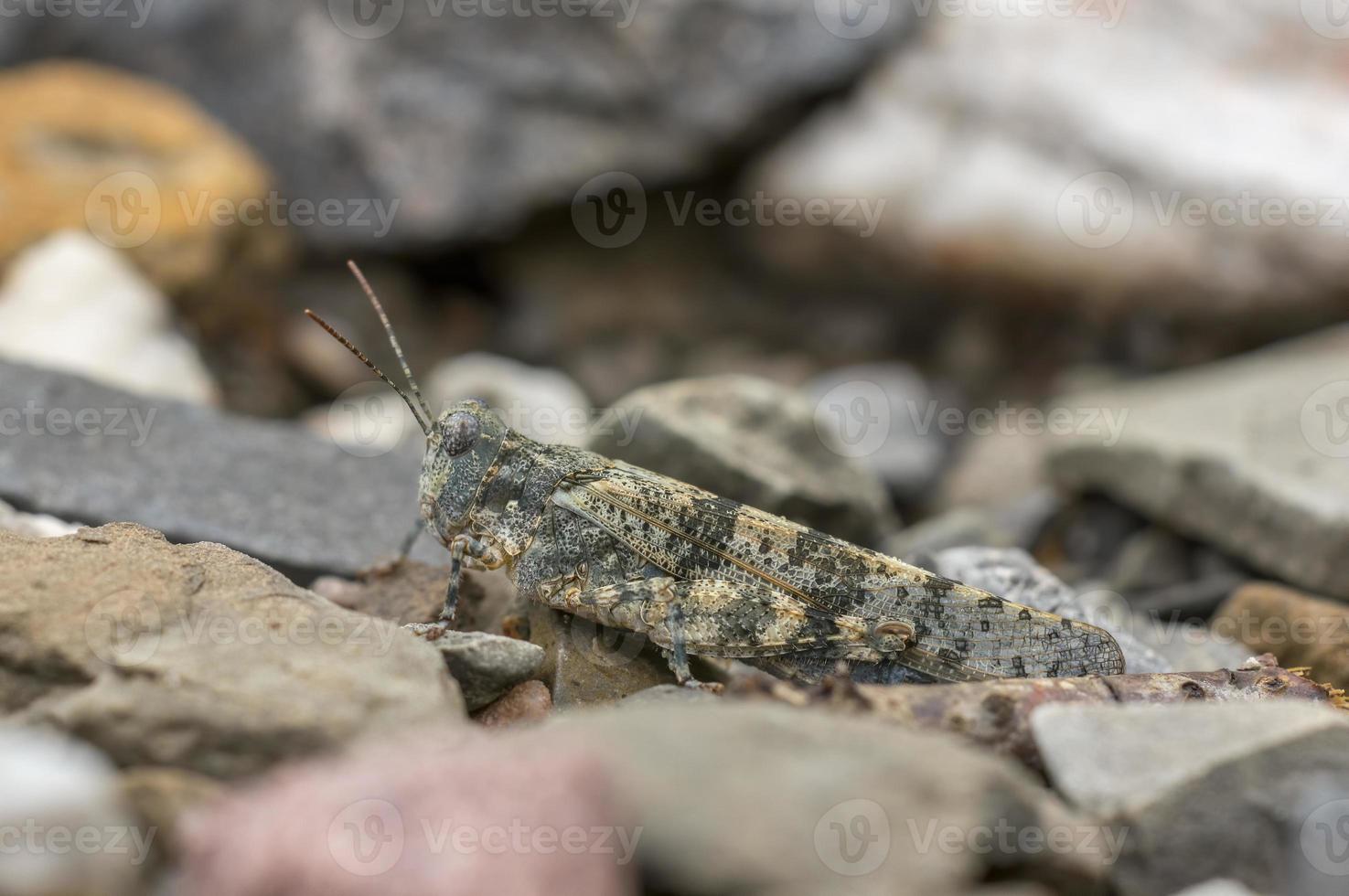 une sauterelle grise est bien camouflée sur un chemin photo