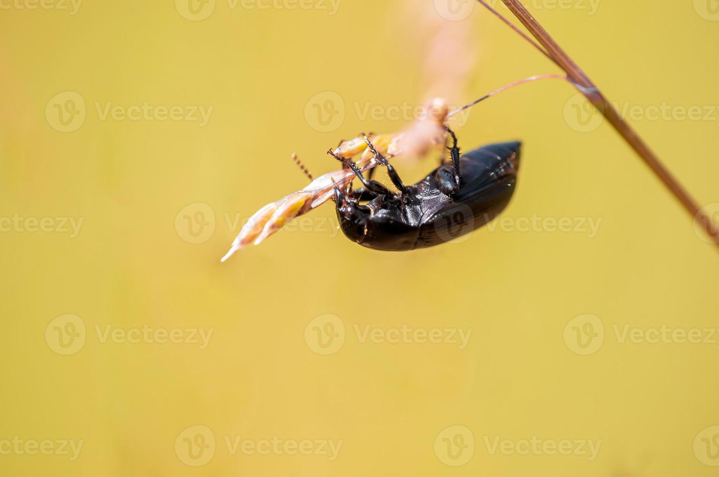 un coléoptère noir est assis sur une tige dans un pré photo