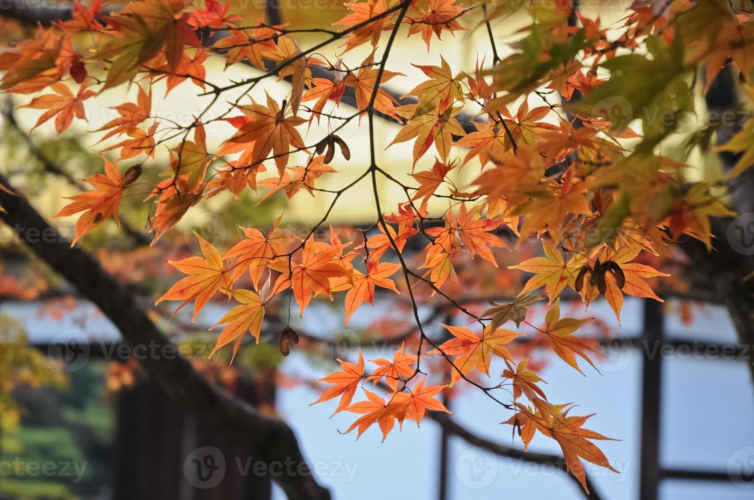 feuilles d'érable rouge et orange au temple de kyoto en automne photo