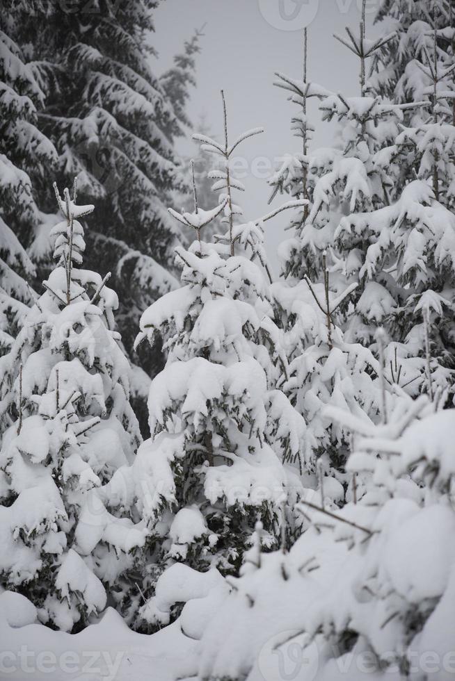 pin à feuilles persistantes de noël recouvert de neige fraîche photo