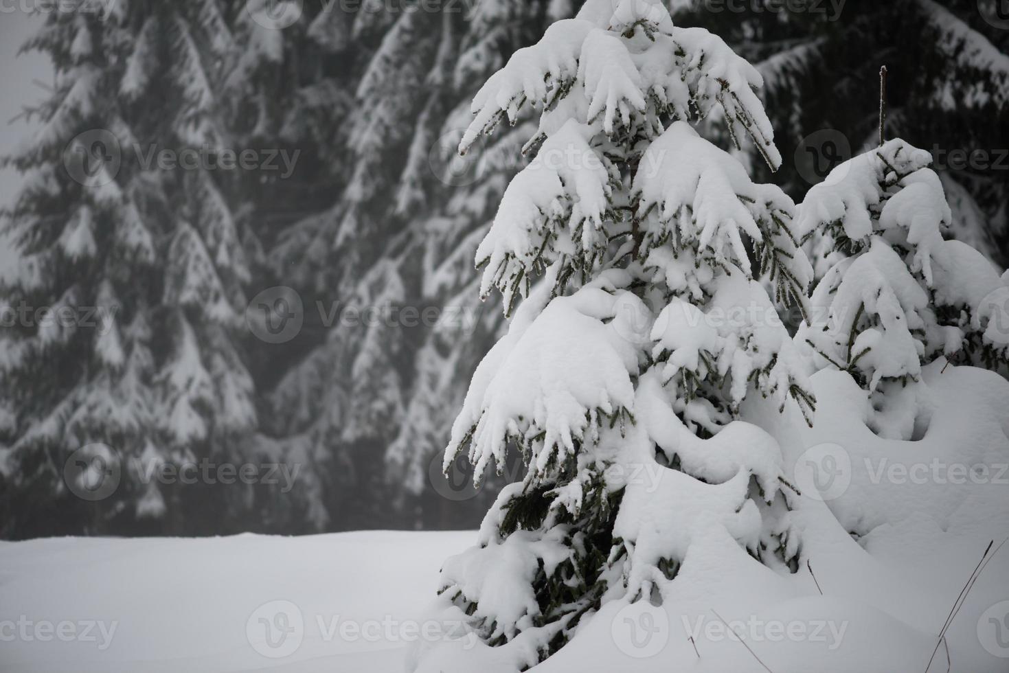 pin à feuilles persistantes de noël recouvert de neige fraîche photo