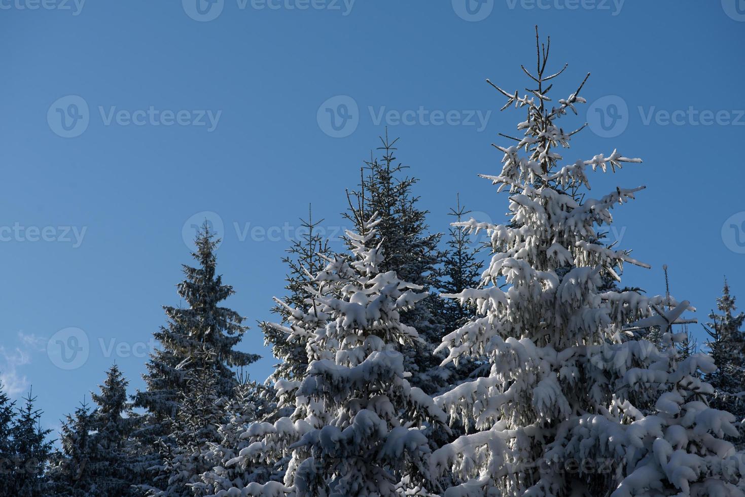 paysage d'hiver en forêt au coucher du soleil photo