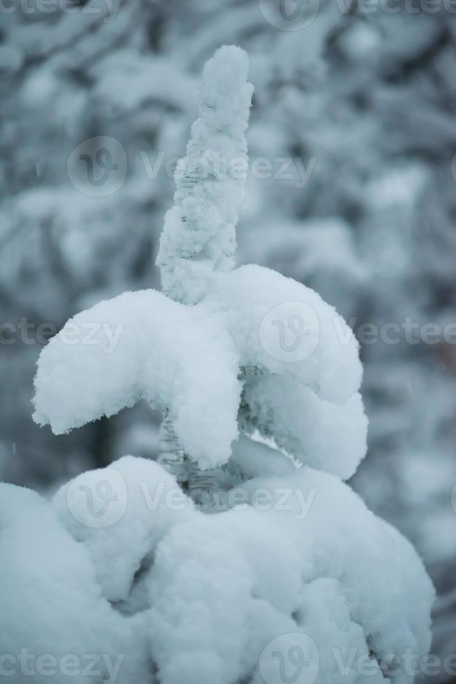 pin à feuilles persistantes de noël recouvert de neige fraîche photo