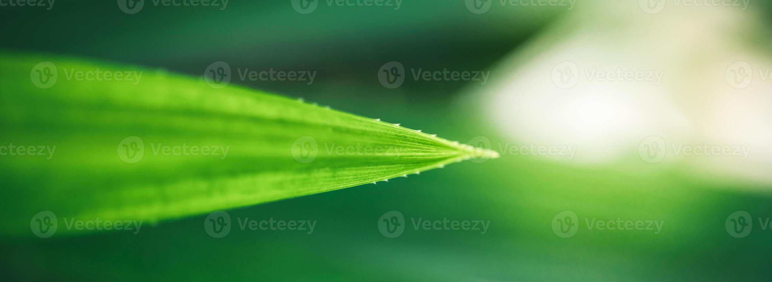 gros plan sur une belle vue sur la nature feuille verte sur fond de verdure floue dans le jardin avec espace de copie en utilisant comme concept de page de garde d'arrière-plan. photo