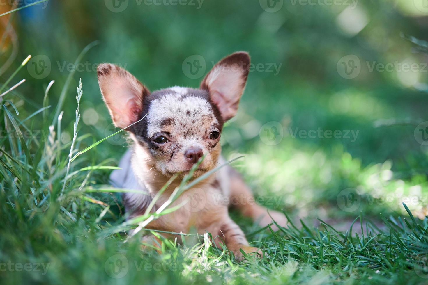 chiot chihuahua, petit chien dans le jardin photo