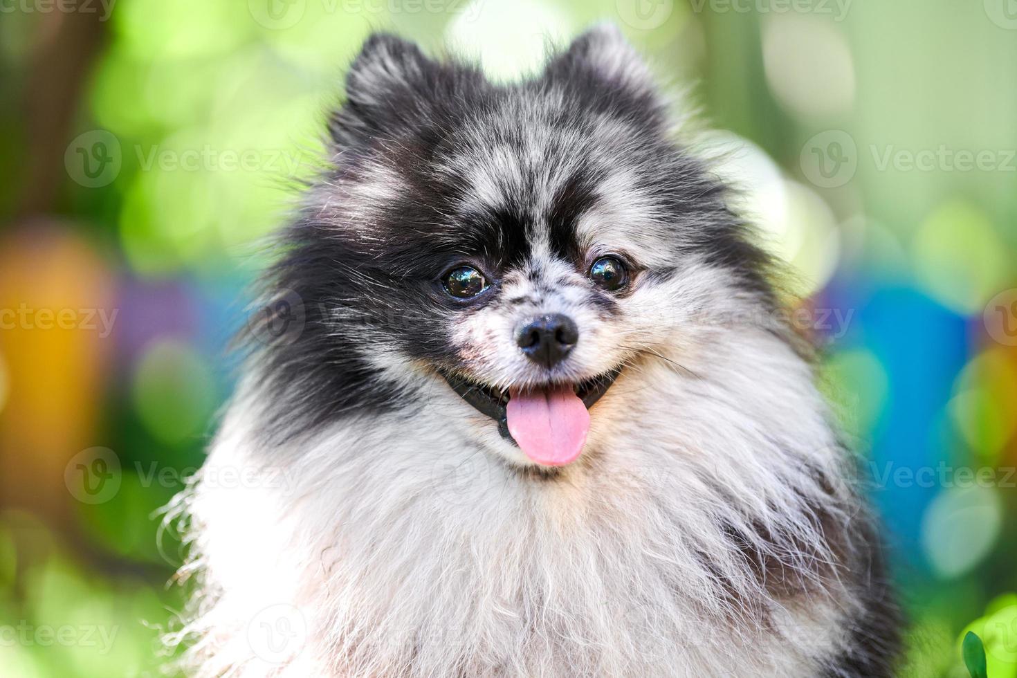 Chien Spitz Pomeranian portrait en gros plan, arrière-plan jardin vert photo