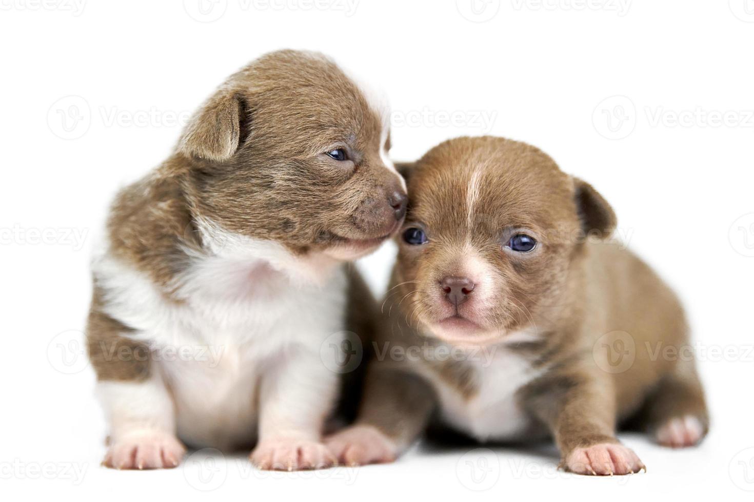 Deux chiots chihuahua sur fond isolé blanc photo