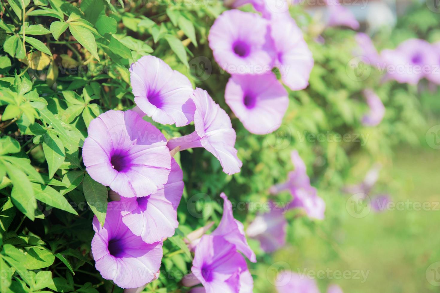 belle fleur violette avec la lumière du soleil. photo