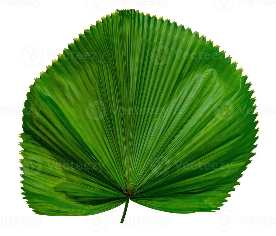 motif de feuilles vertes, feuille de palmier tropical isolé sur fond blanc photo