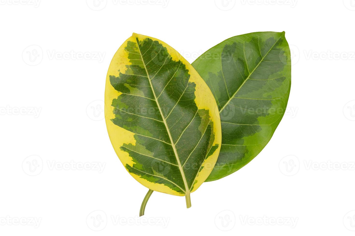 motif de feuilles vertes, feuille de plante d'automne isolée sur fond blanc, plante caricaturale ou graptophyllum pictum, ficus elastica variegata photo
