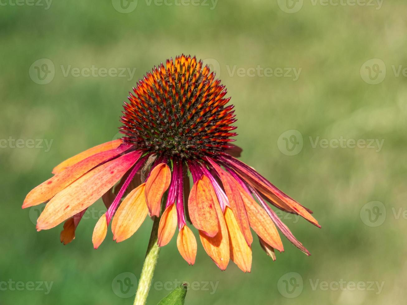 Floraison d'échinacée orange dans un jardin anglais photo