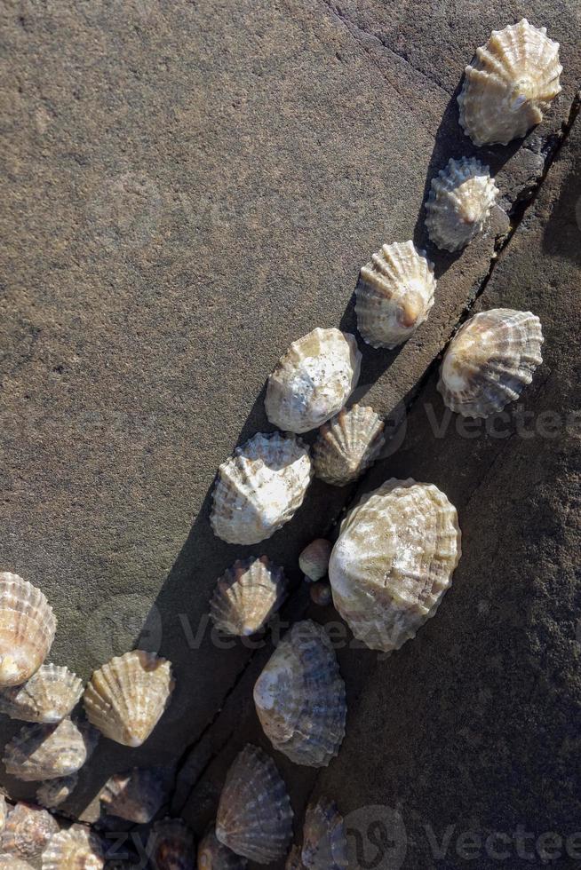 un groupe de patelles photo