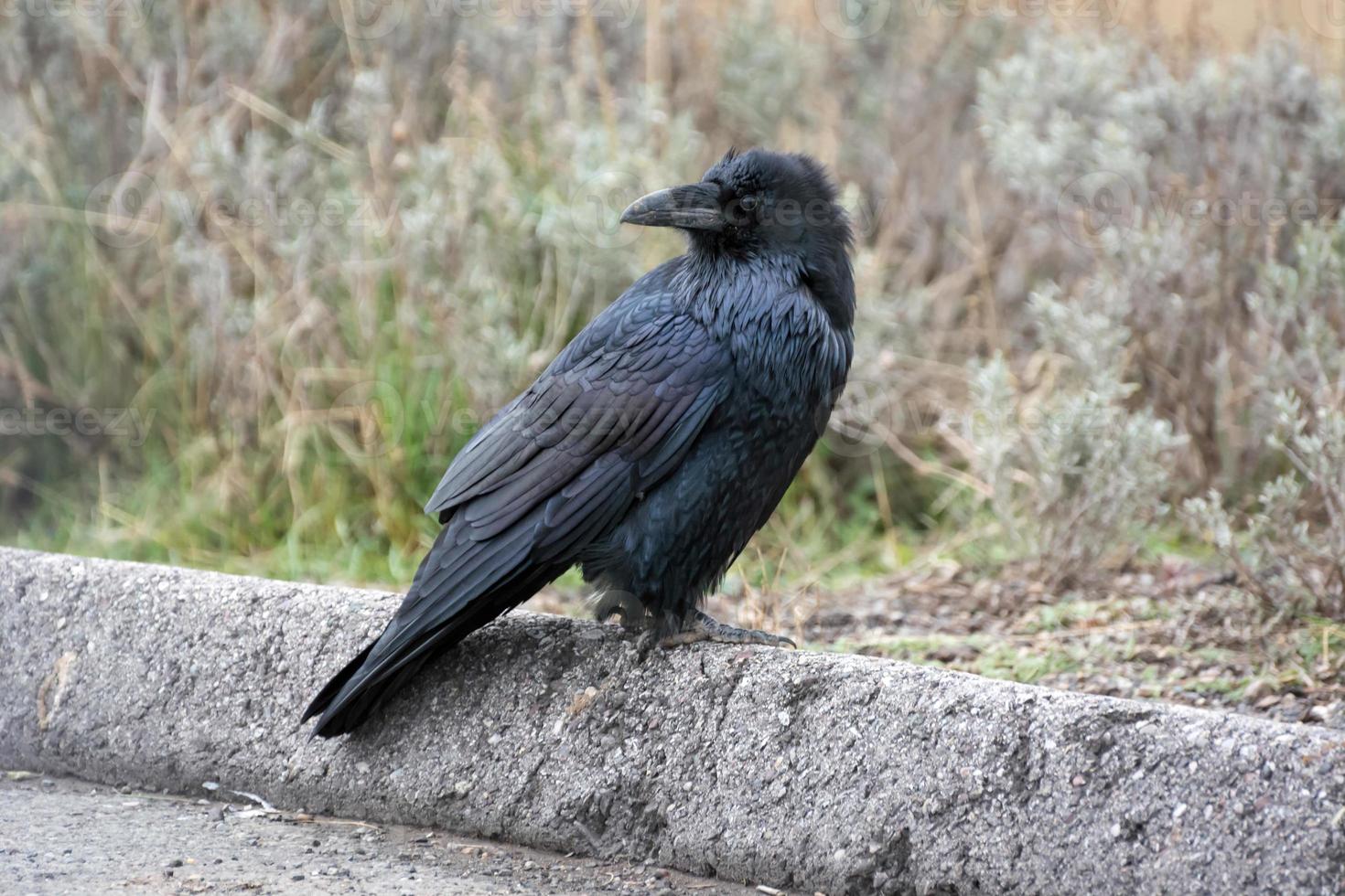 grand corbeau regardant par-dessus son épaule photo