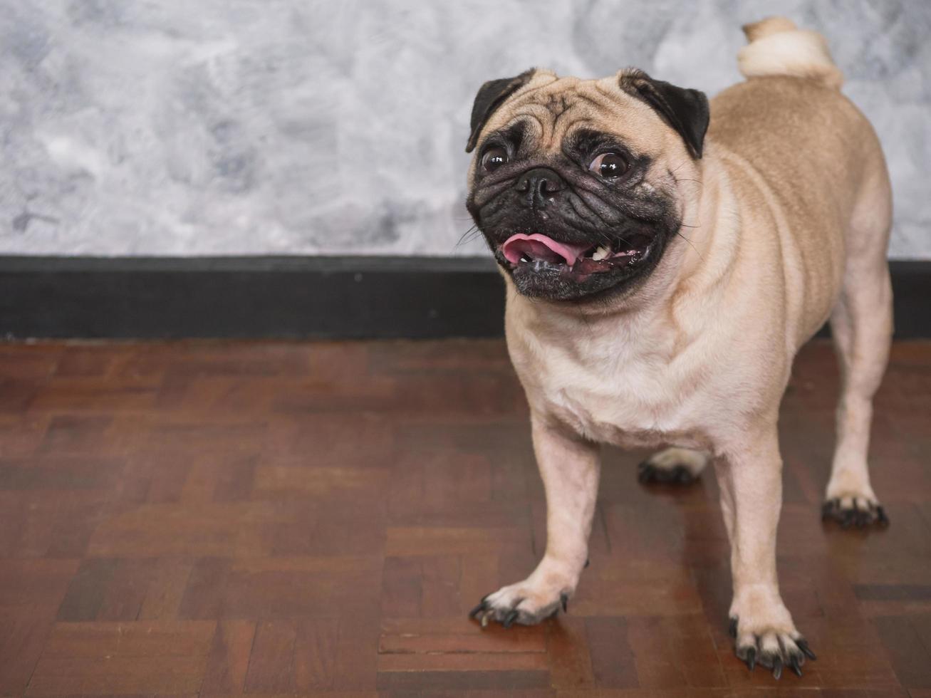 adorable chien pug debout sur le sol à la maison, 3 ans, regardant la caméra photo