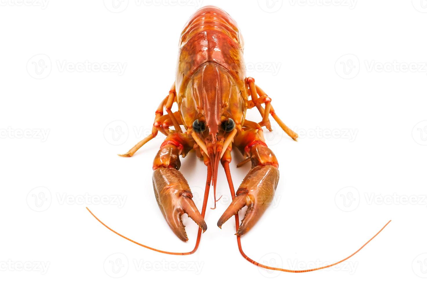 écrevisses bouillies ou homard d'eau douce sur fond blanc. photo