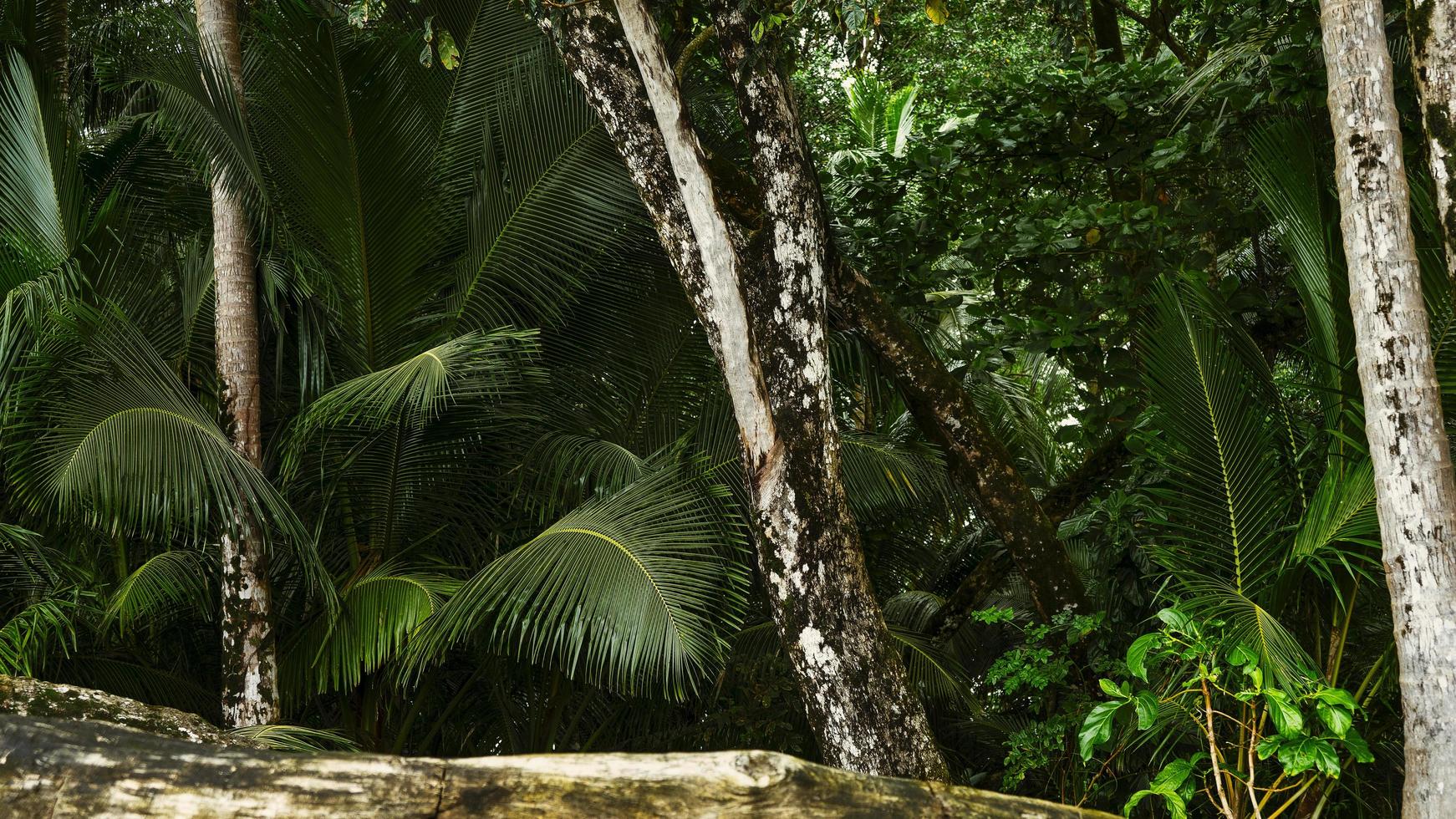 texture de la forêt tropicale photo