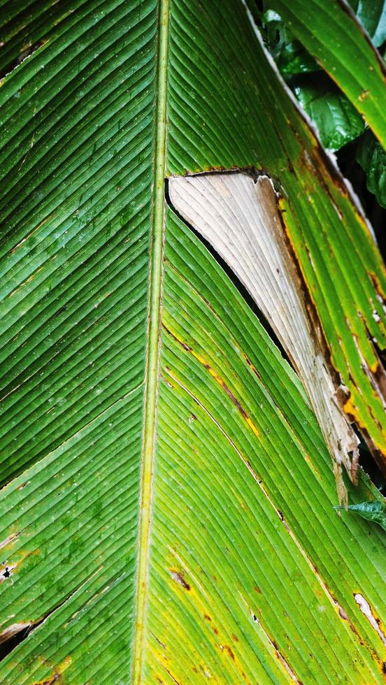 texture des feuilles de la jungle photo