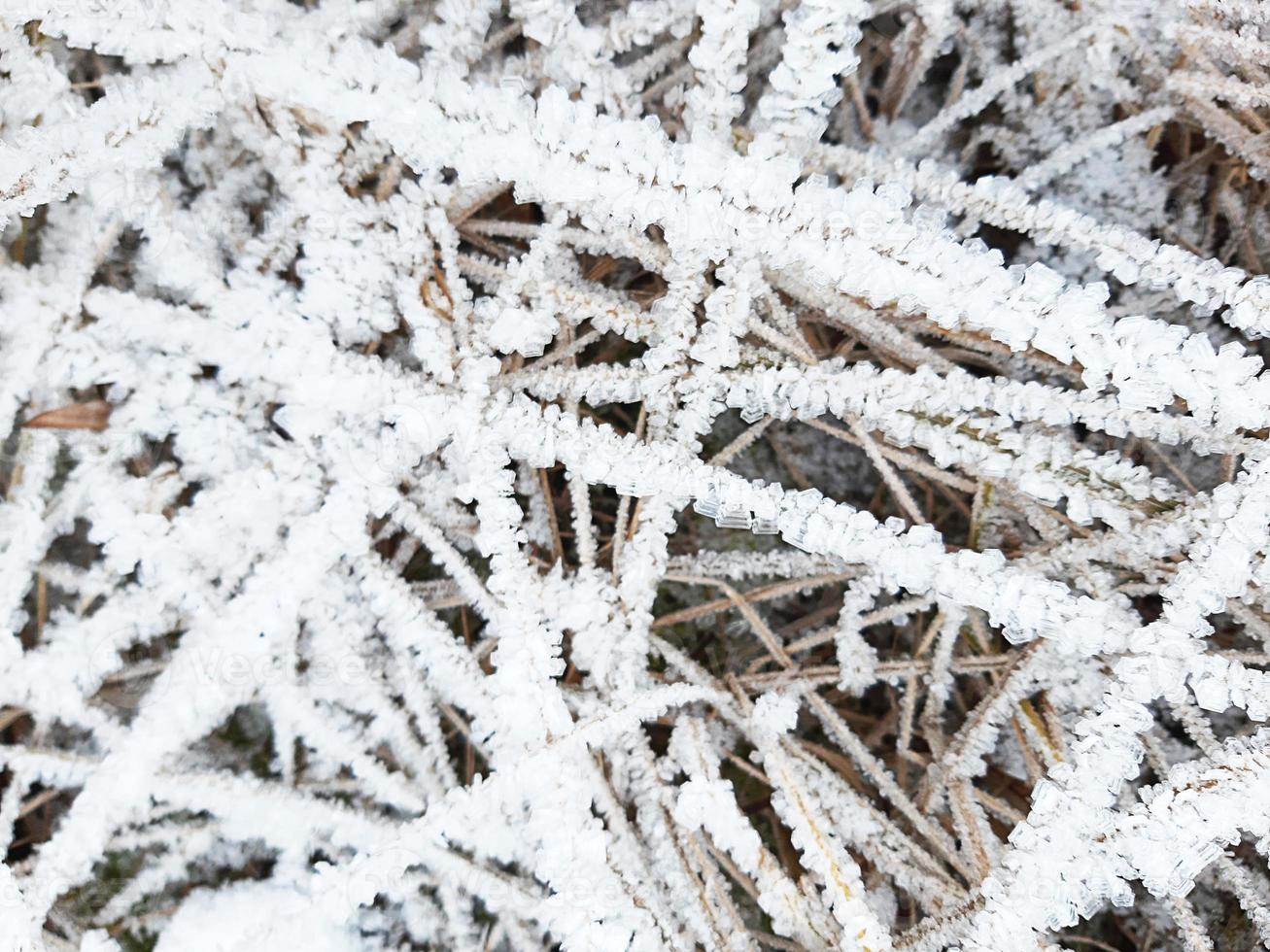 cristaux de glace sur l'herbe sèche. motif givré dans la nature en hiver à cause du gel et de la neige. arrière-plan, espace pour le texte. photo