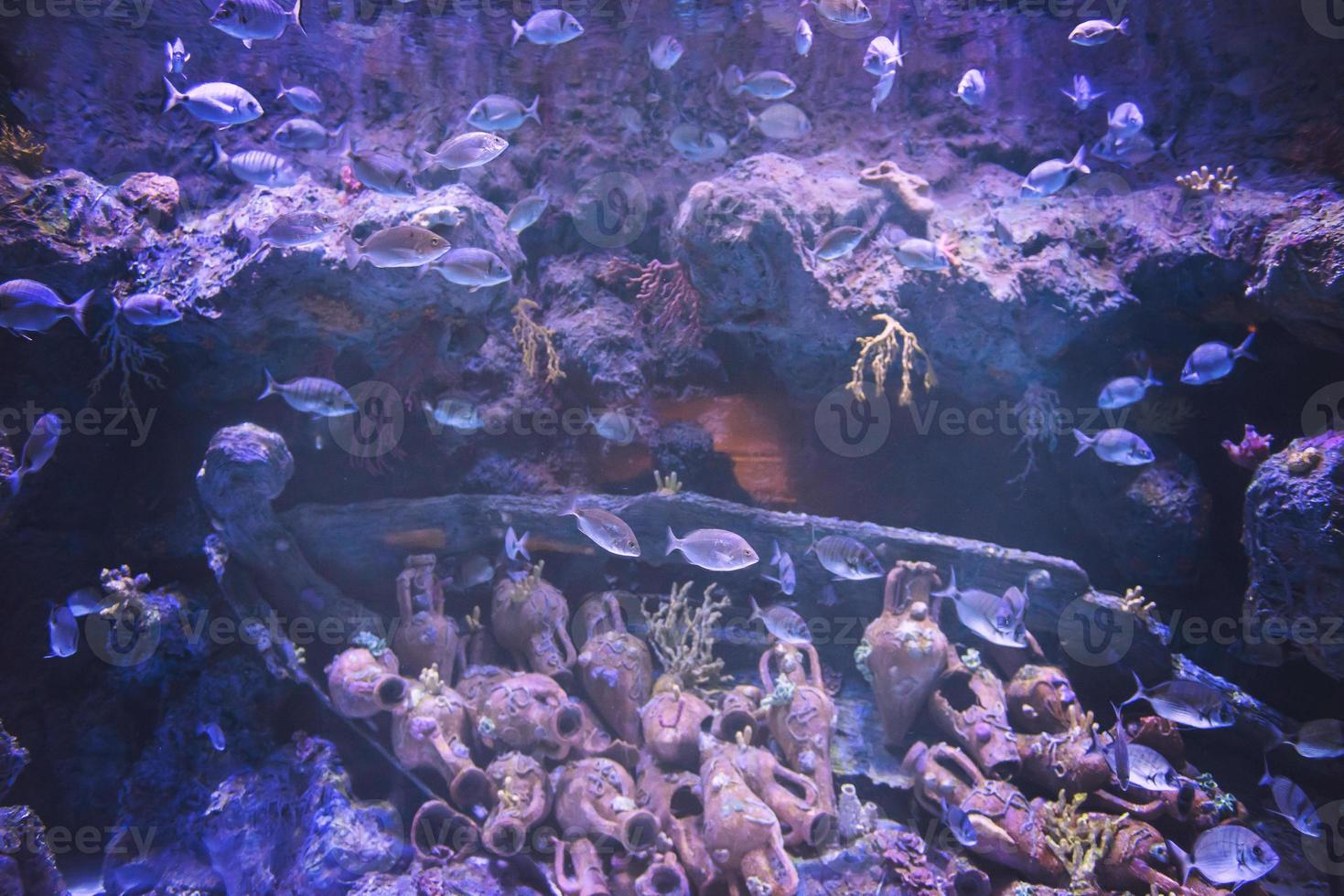 aquarium avec des poissons multicolores photo