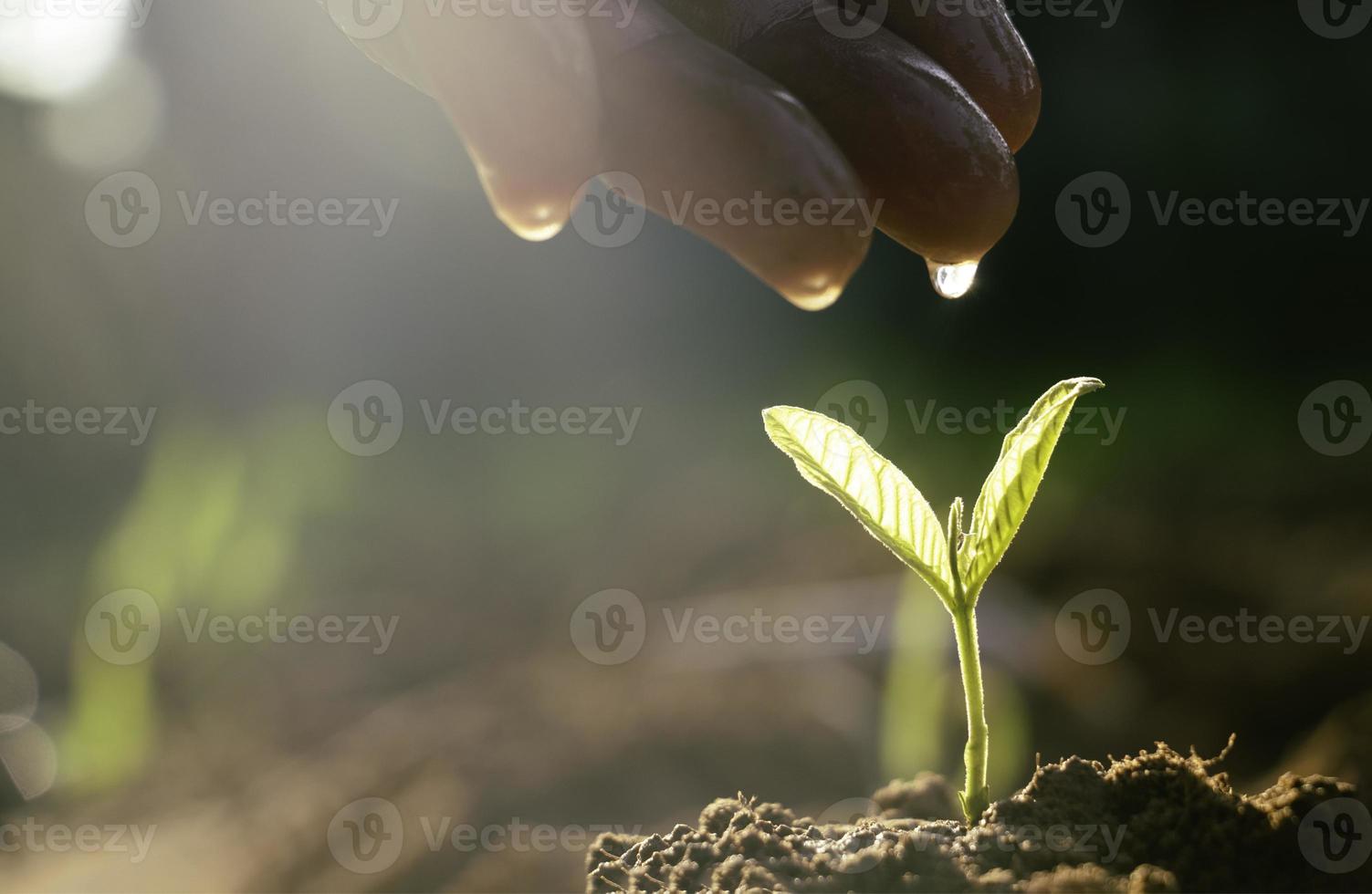 toucher à la main est une plante en croissance, jeune plante dans la lumière du matin sur fond de sol. petites plantes sur le sol au printemps, photo fraîche et idée de concept d'agriculture.