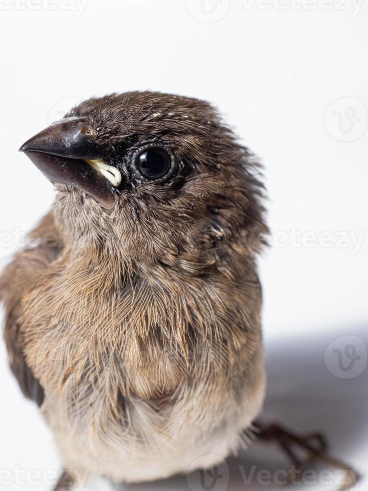 photo d'un bébé oiseau munia de java