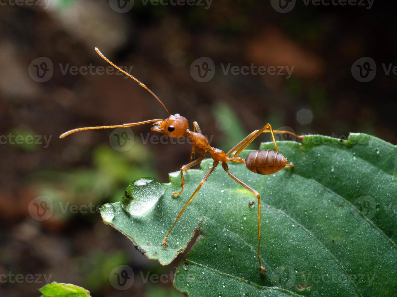 Close up shoot de fourmis rouges sur une feuille photo