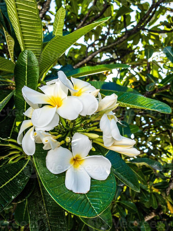 fleurs de plumeria blanches et jaunes fleurissant sur l'arbre, frangipanier, fleurs tropicales. douce lumière du soleil sur une fleur exotique en fleurs avec un paysage de jardin tropical bokeh flou. gros plan de la nature de l'île photo