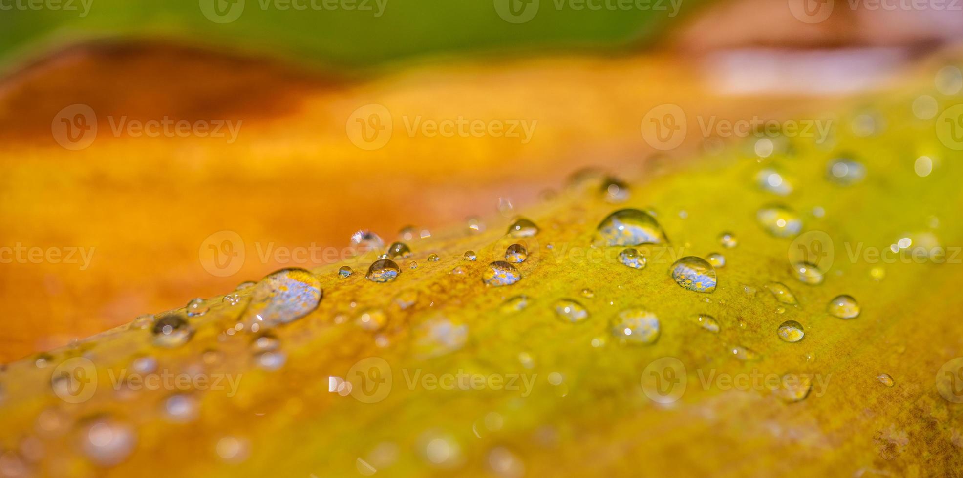 gouttes d'eau feuilles tombées après la pluie, gouttelettes ensoleillées sur la nature macro jaune orange. motif gros plan, nature abstraite photo