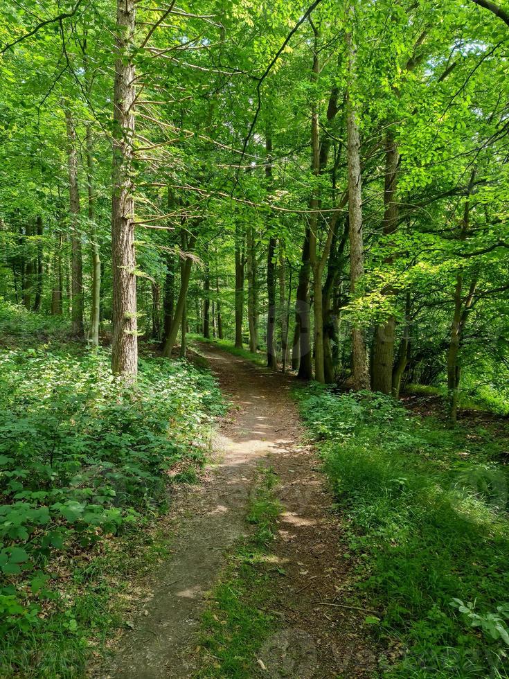 belle vue sur une forêt verte dense avec une lumière du soleil brillante projetant une ombre profonde photo