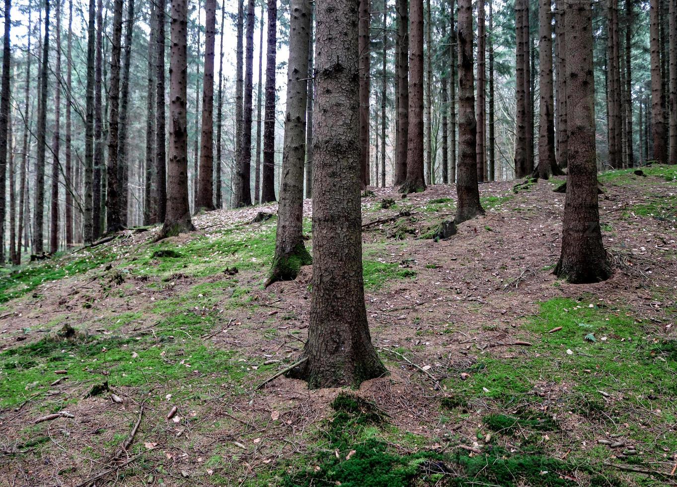 belle vue sur une forêt verte dense avec une lumière du soleil brillante projetant une ombre profonde photo