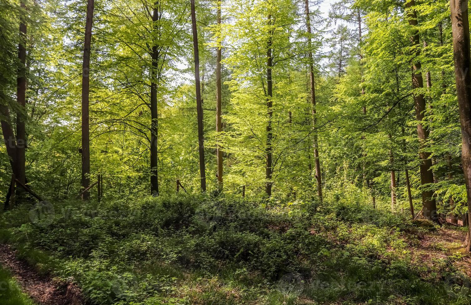 belle vue sur une forêt verte dense avec une lumière du soleil brillante projetant une ombre profonde photo