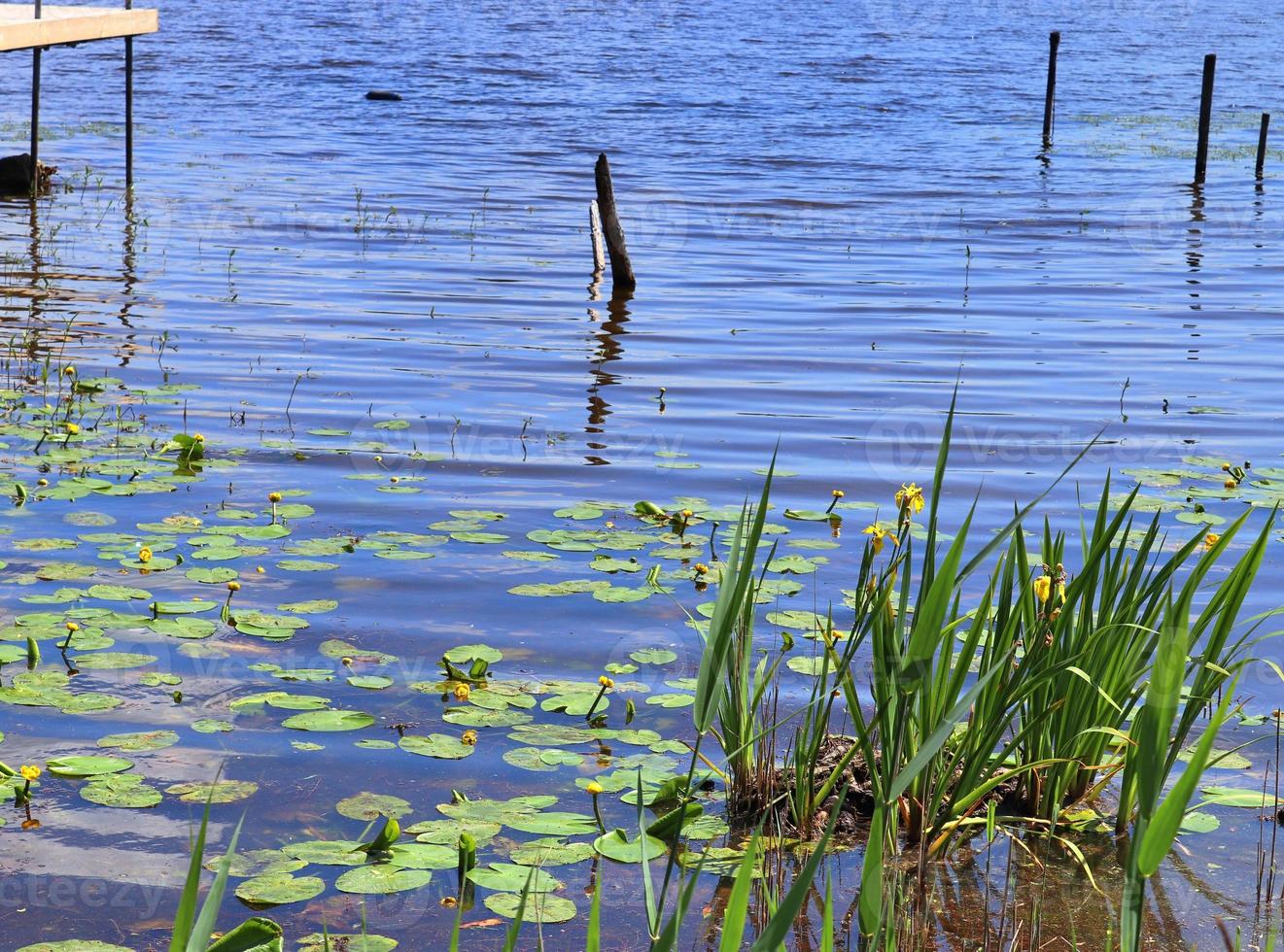 beau paysage au bord d'un lac avec une surface d'eau réfléchissante photo