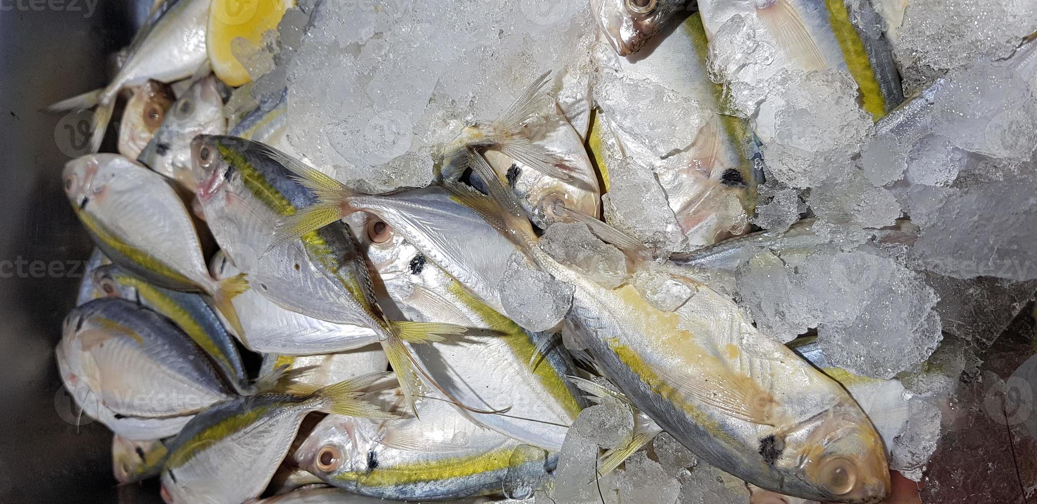 poissons frais crus carangues à rayures jaunes, carangues à rayures jaunes, carangues à bandes jaunes, carangues à queue lisse photo