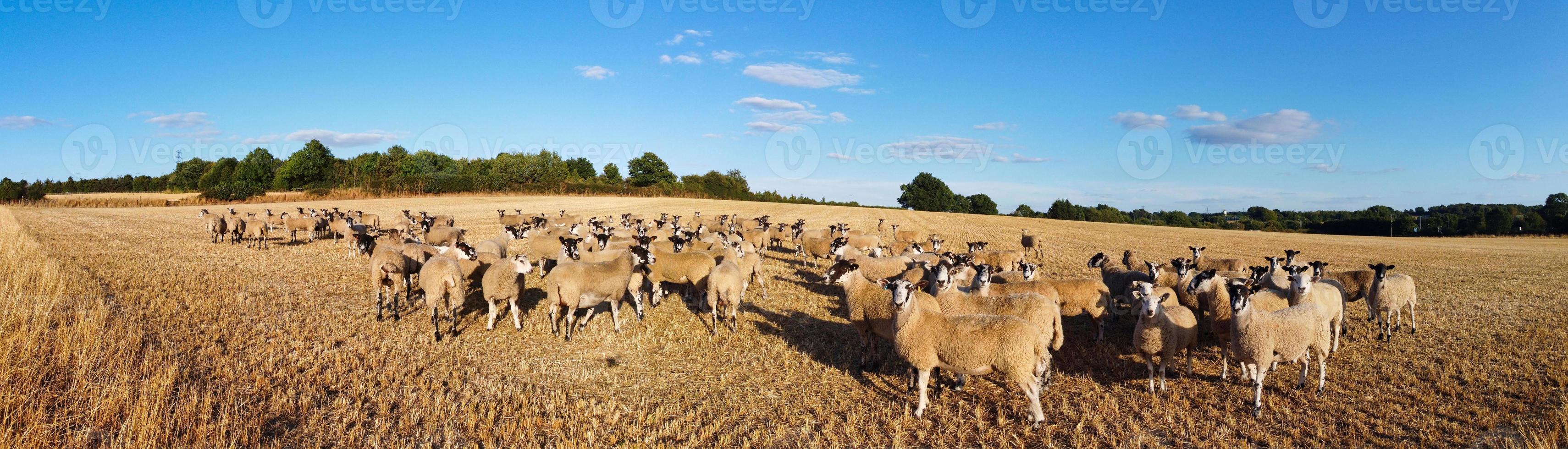 grand groupe d'agneau et de moutons britanniques dans les fermes, vue en grand angle du drone au bedfordshire en angleterre photo