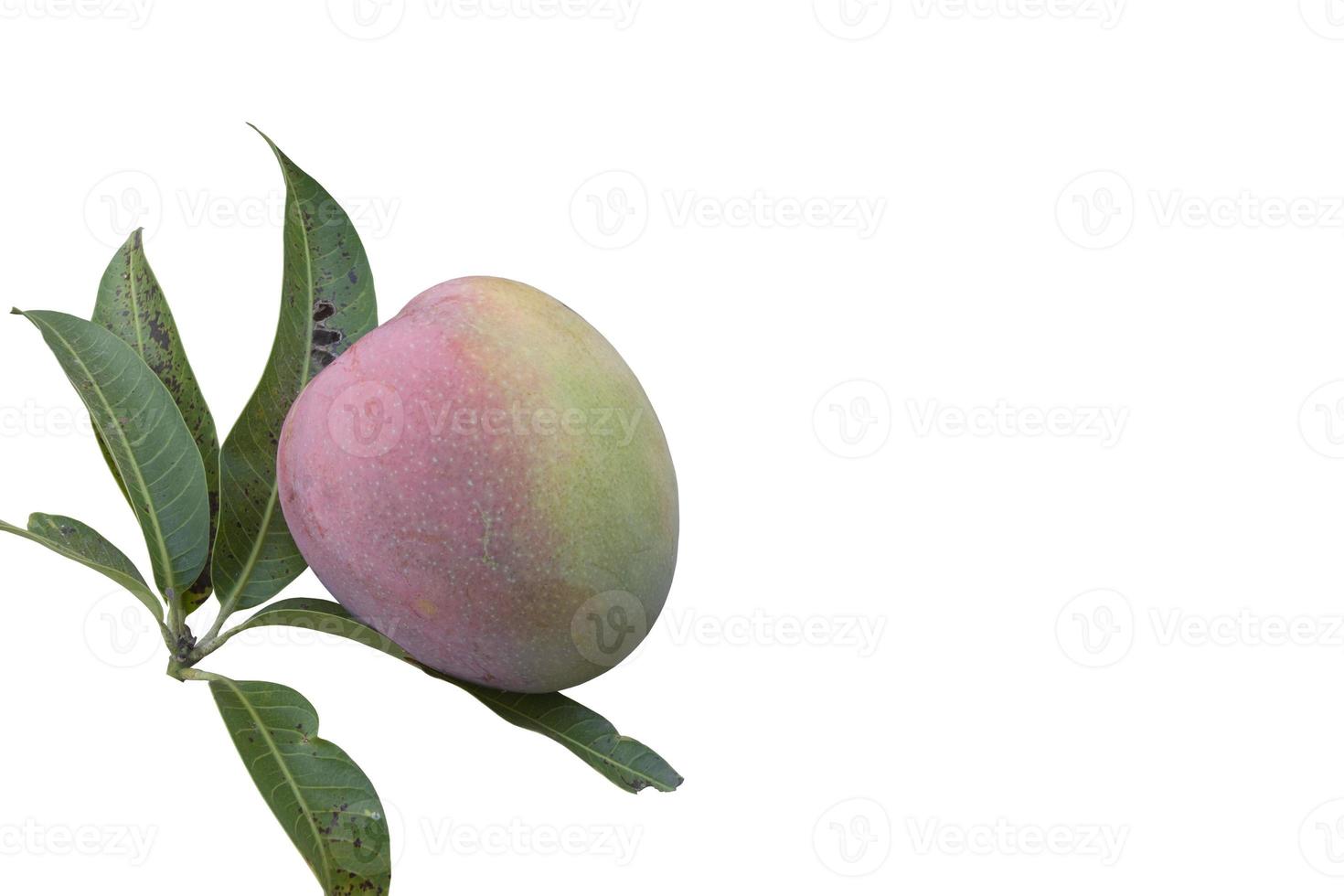 mangue avec feuille isolée sur fond blanc inclus un tracé de détourage. photo