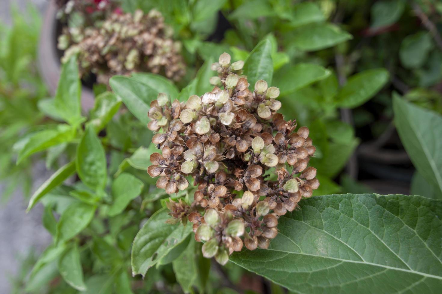 gros plan le basilic doux ou le thym et la fleur est un légume et une herbe de thaïlande dans le jardin. photo