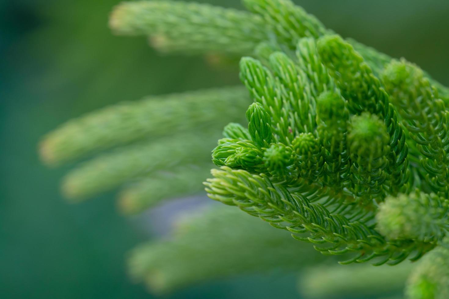 plantes vertes naturelles paysage fond de mise au point sélective, vue rapprochée sur la nature de la fraîcheur feuille verte avec espace de copie photo